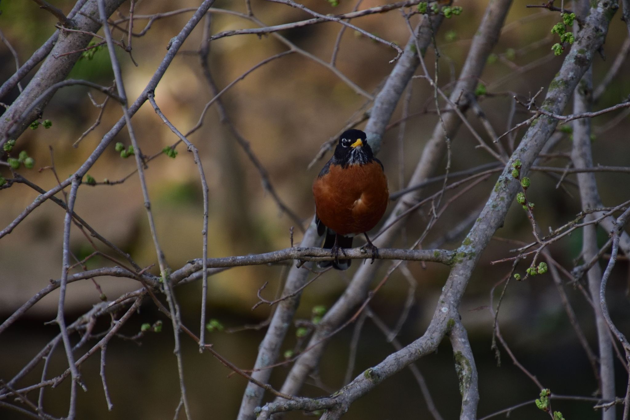Robin Sitting in a tree