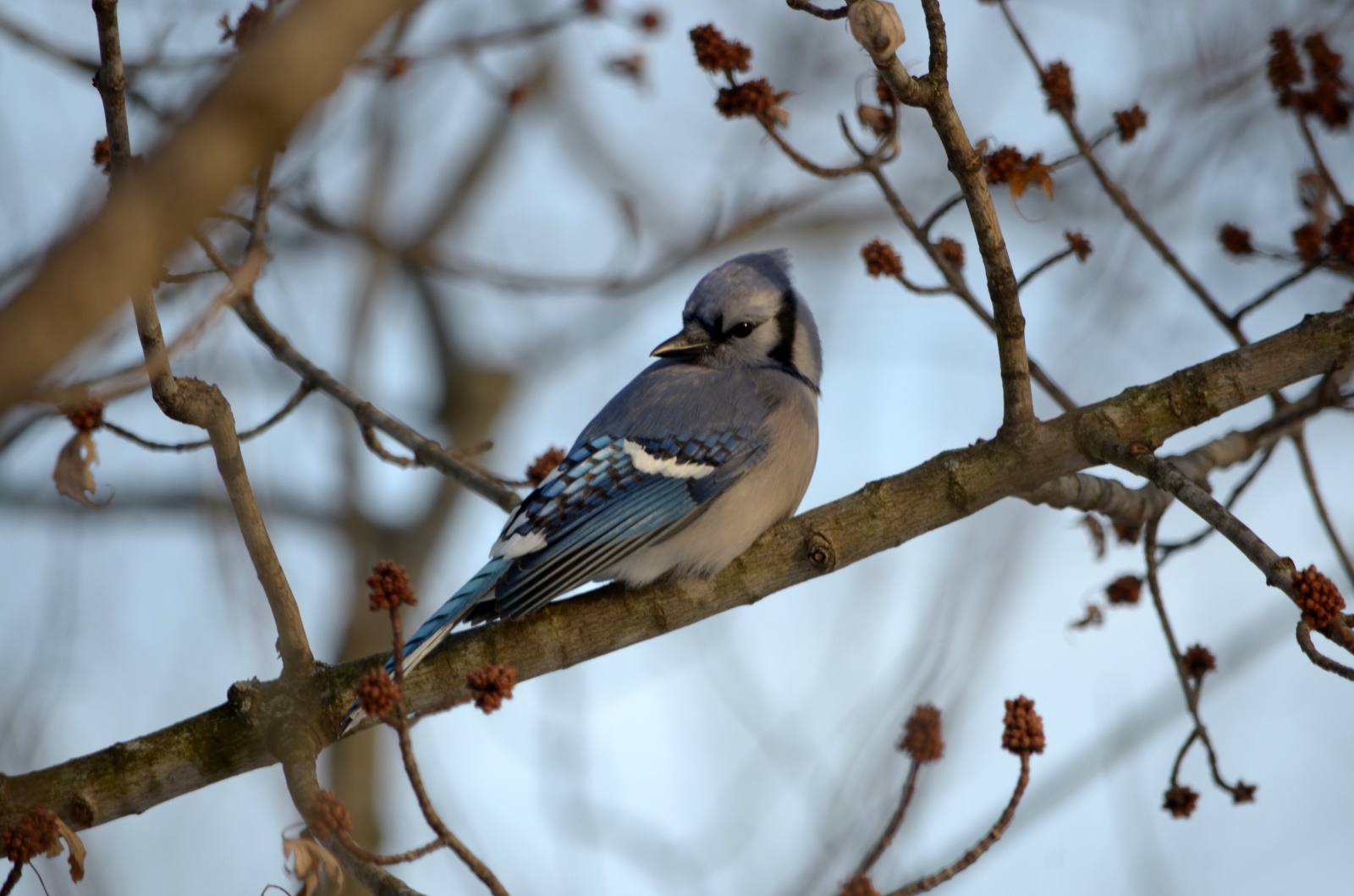 Bluejay