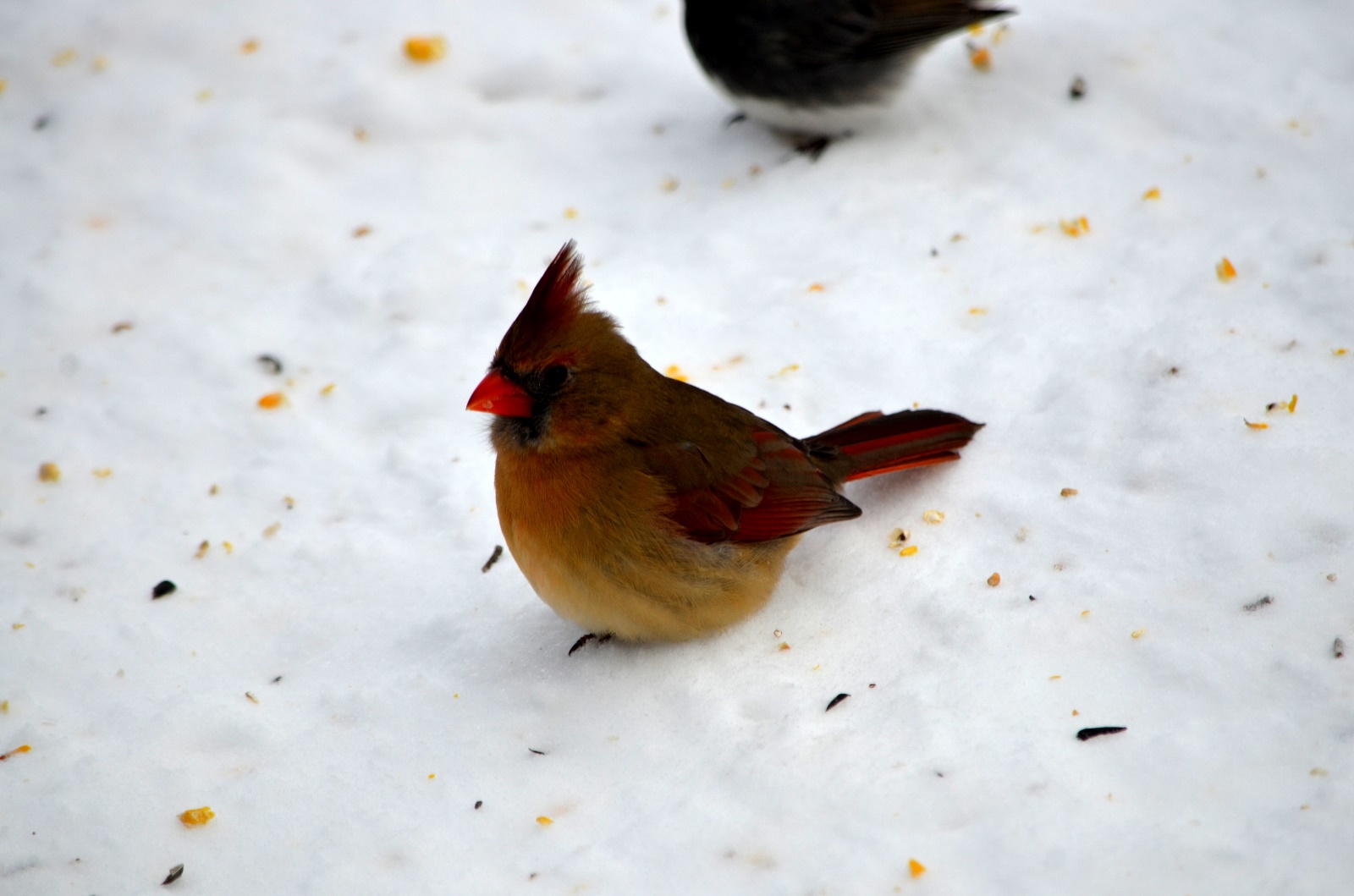 Female cardinal