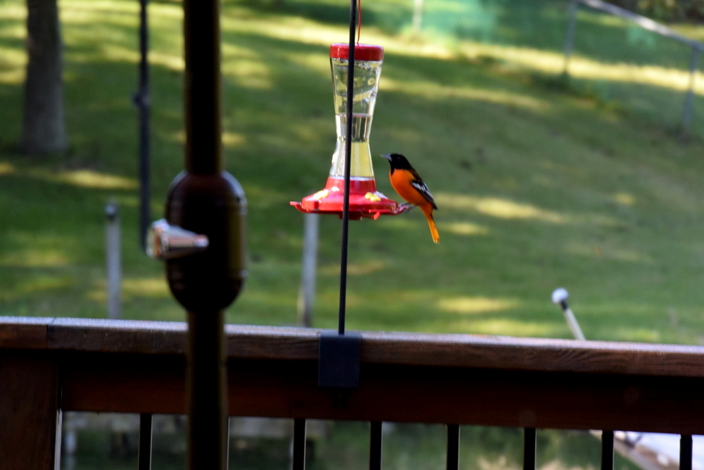 Oriole