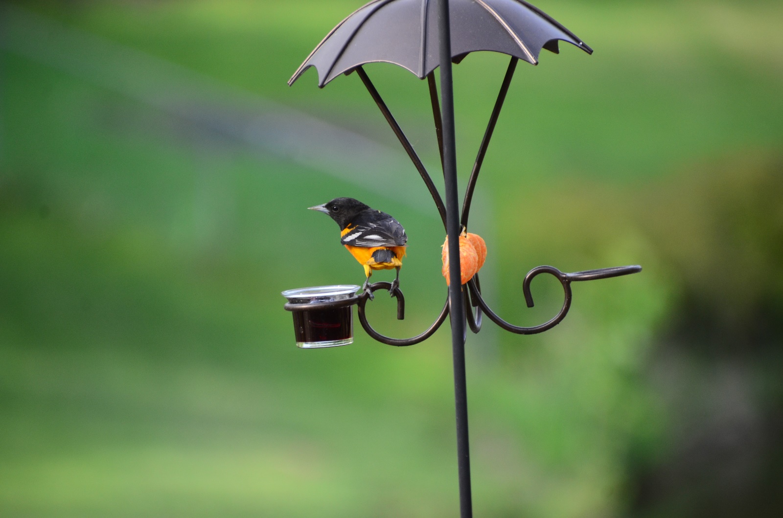 Oriole