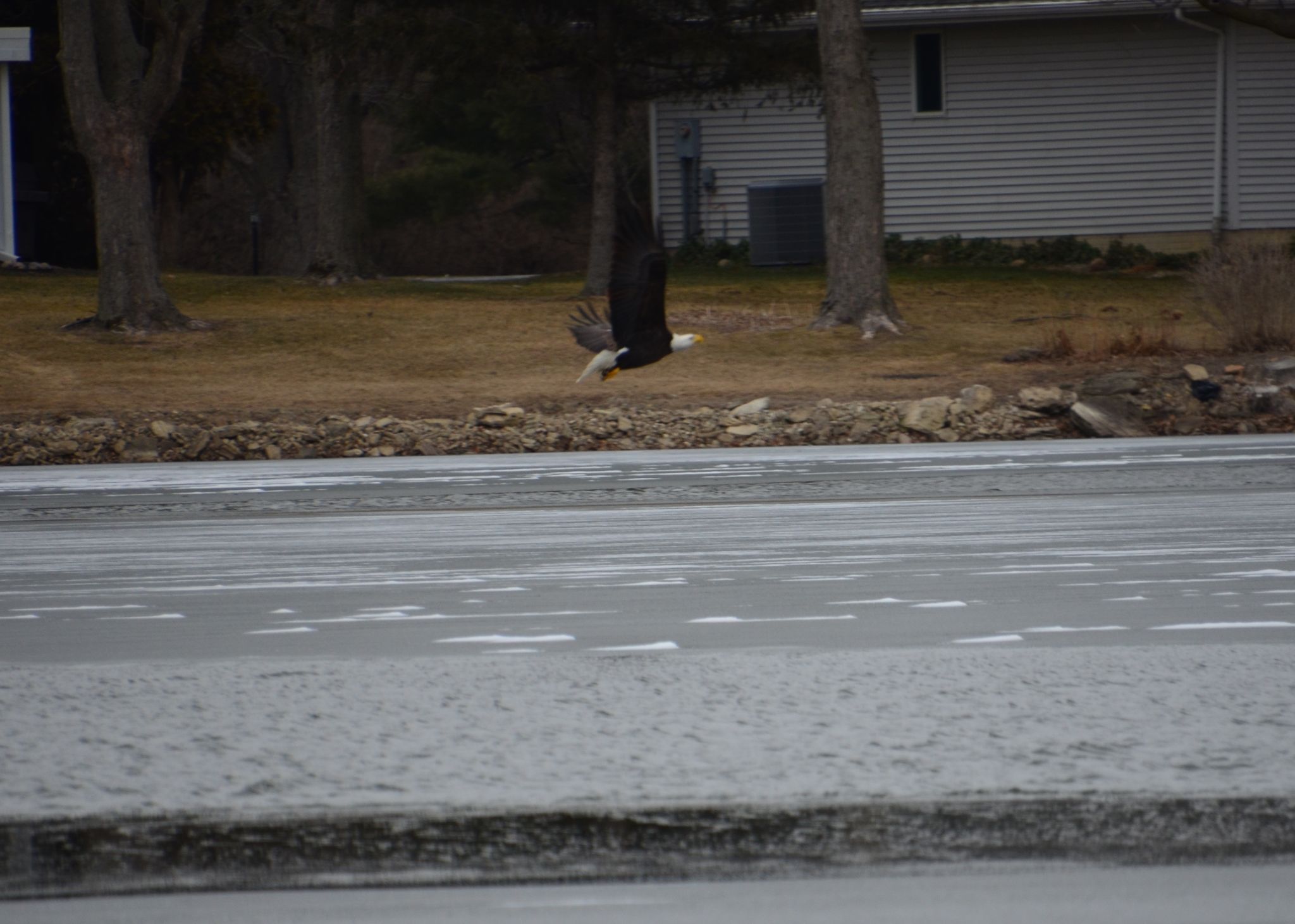 Eagle looking for Fish