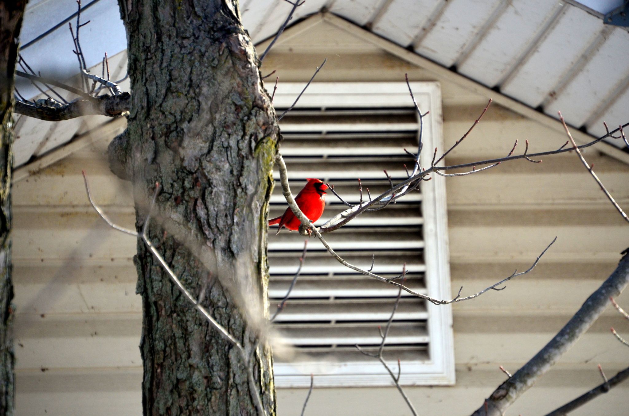 Male Cardinal