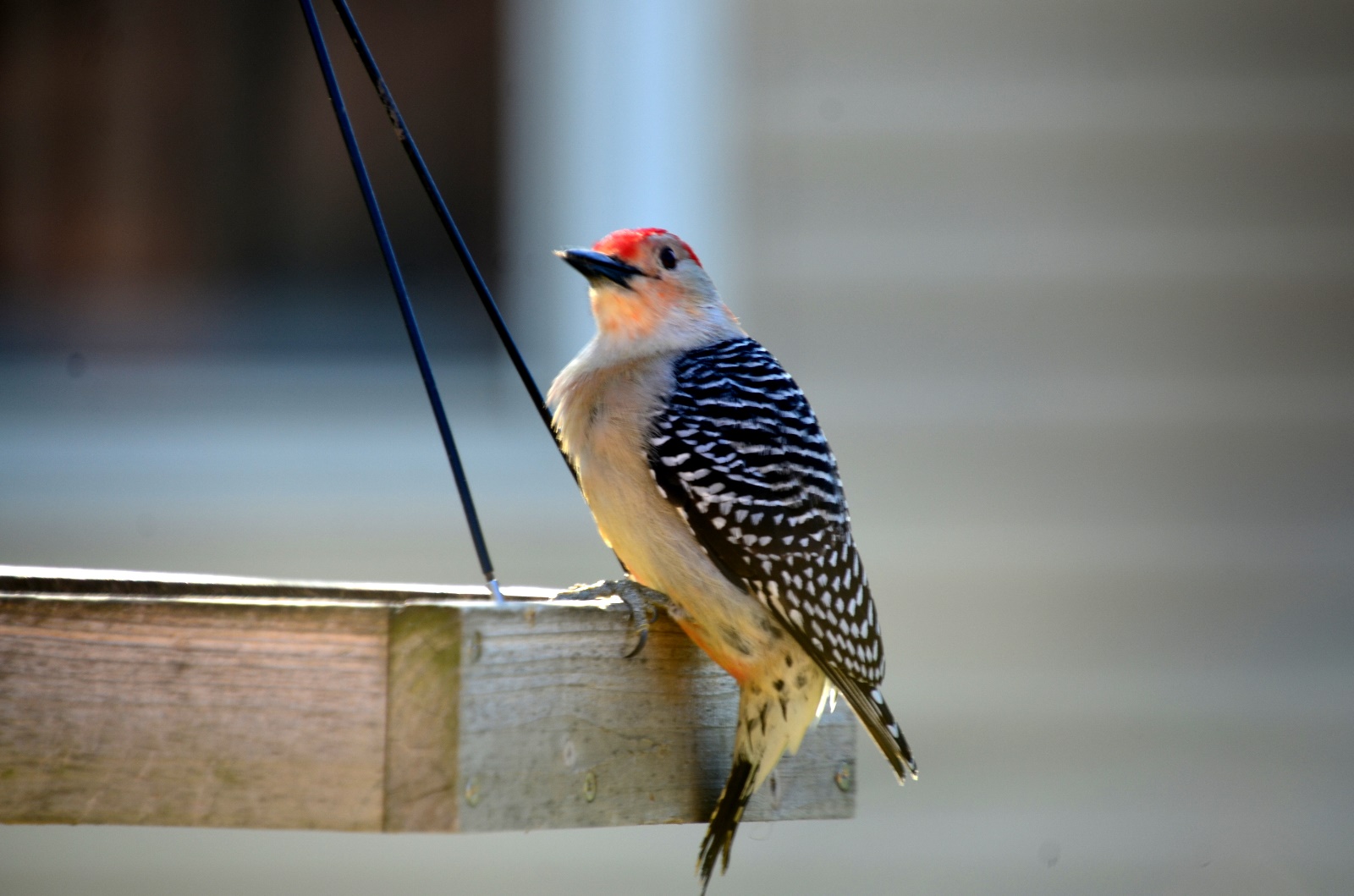 Red-Headded Woodpecker