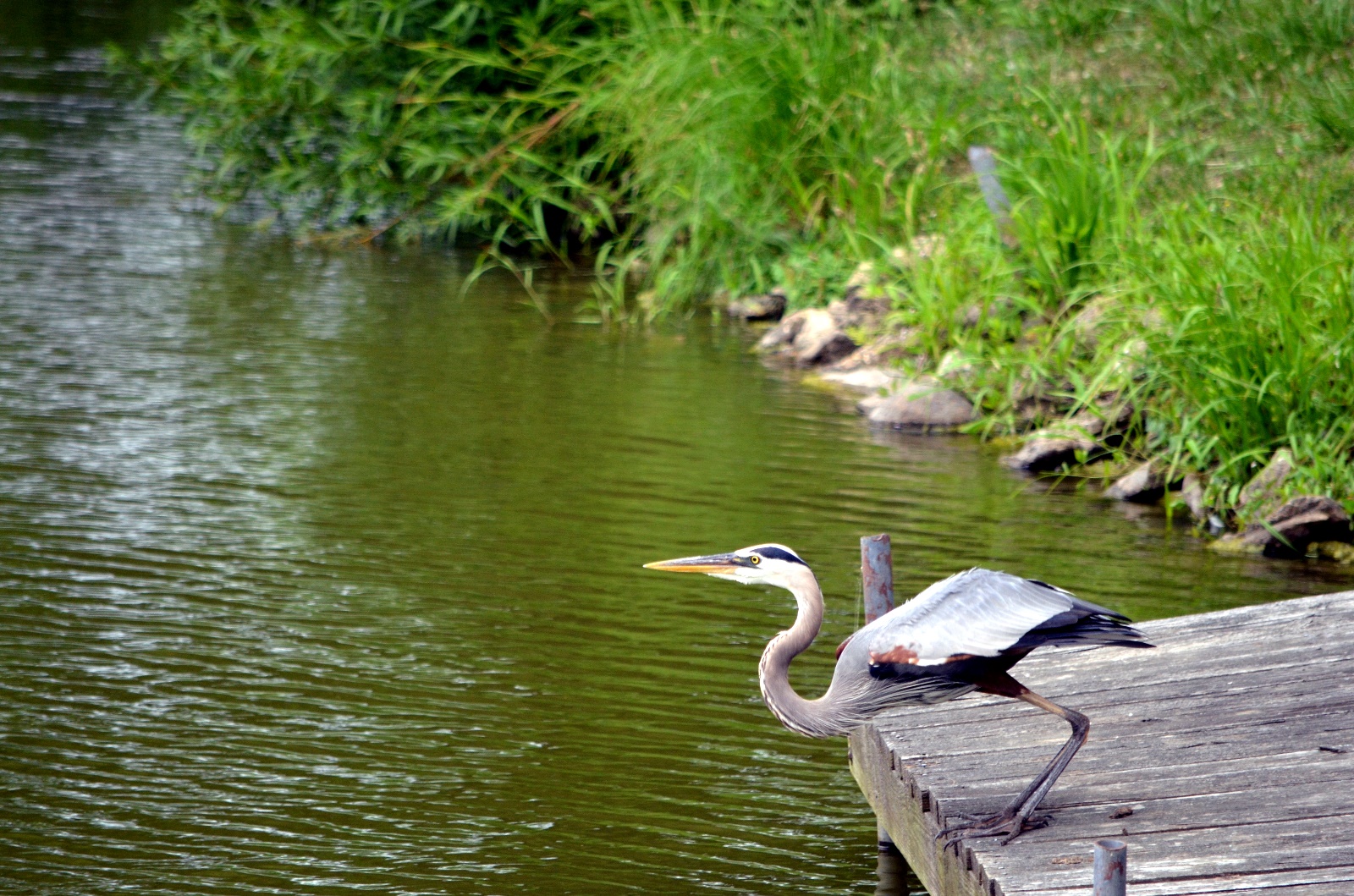 Blue Heron