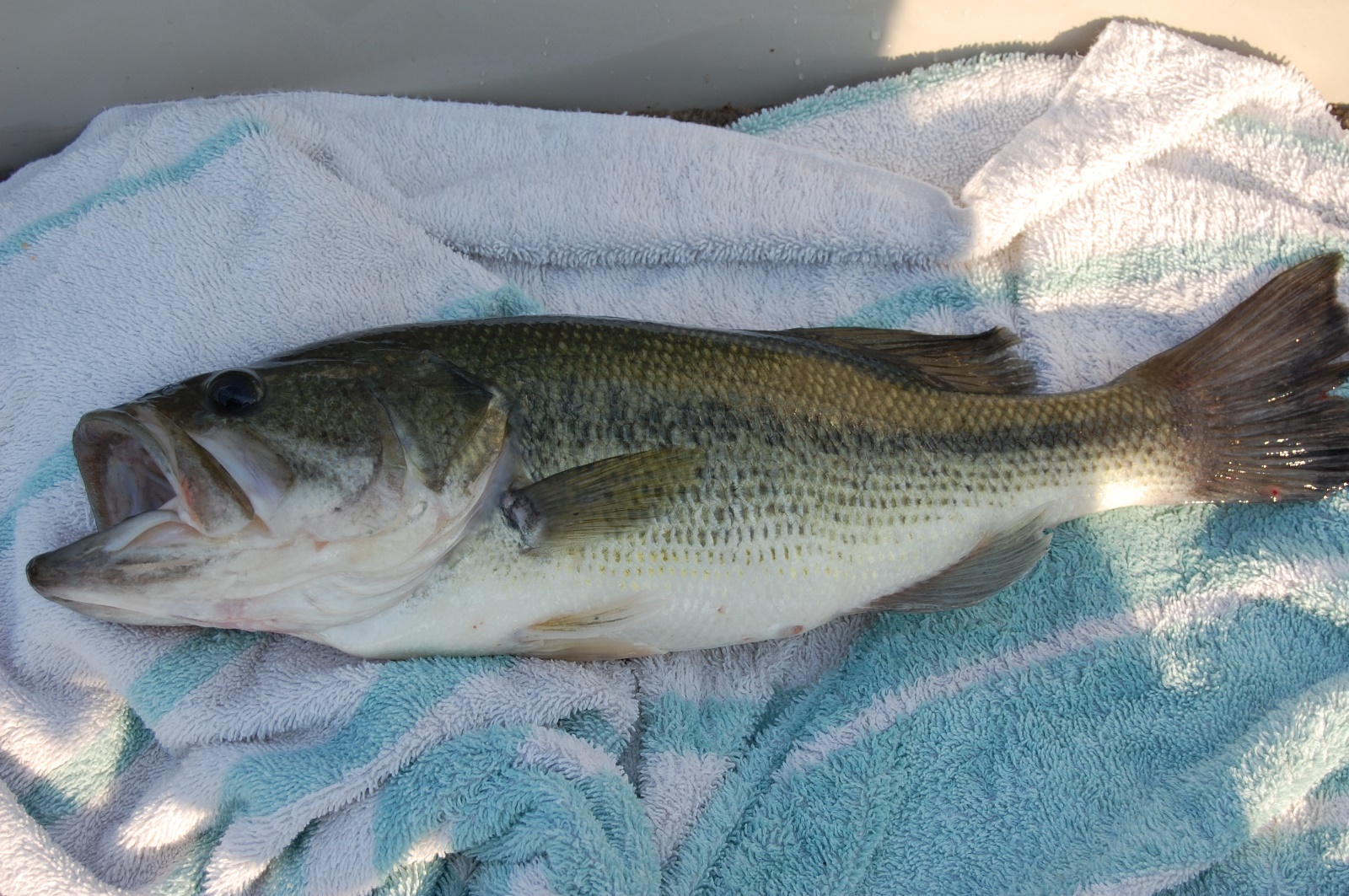Large mouth bass