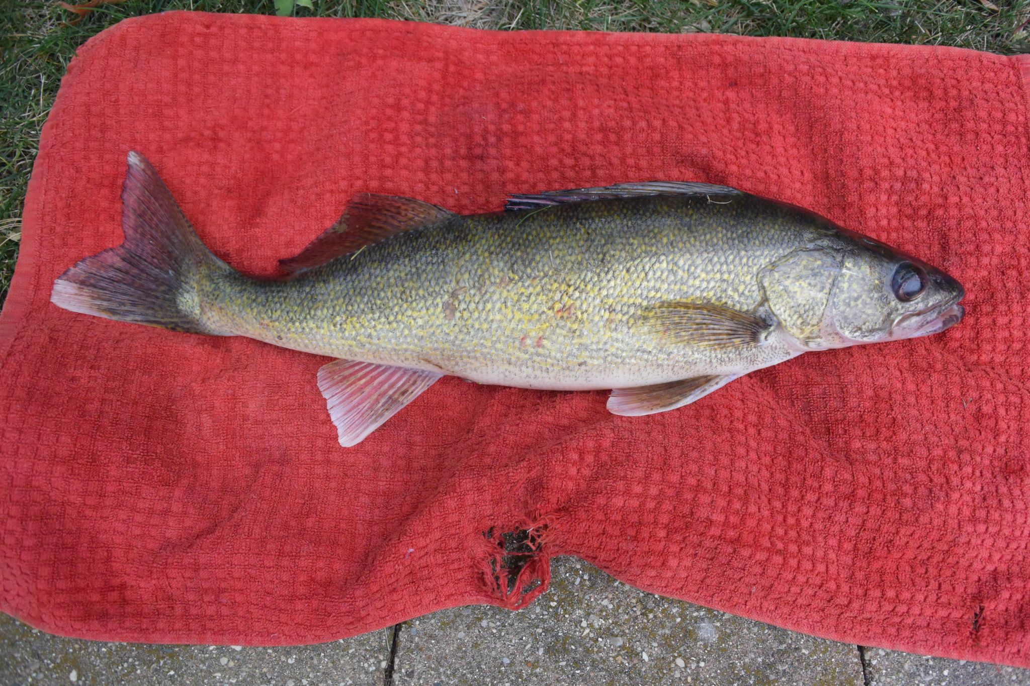 Walleye