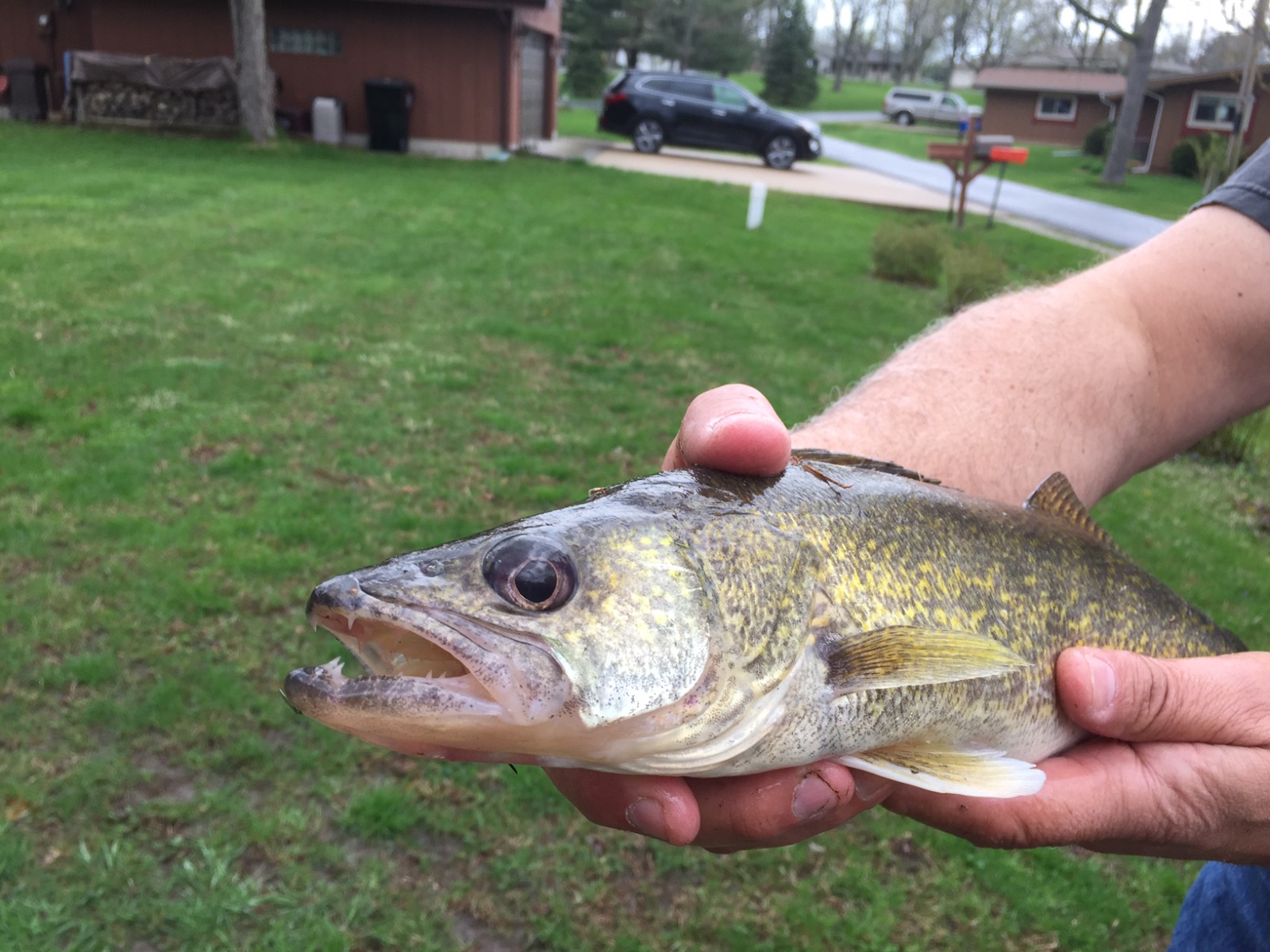 Walleye