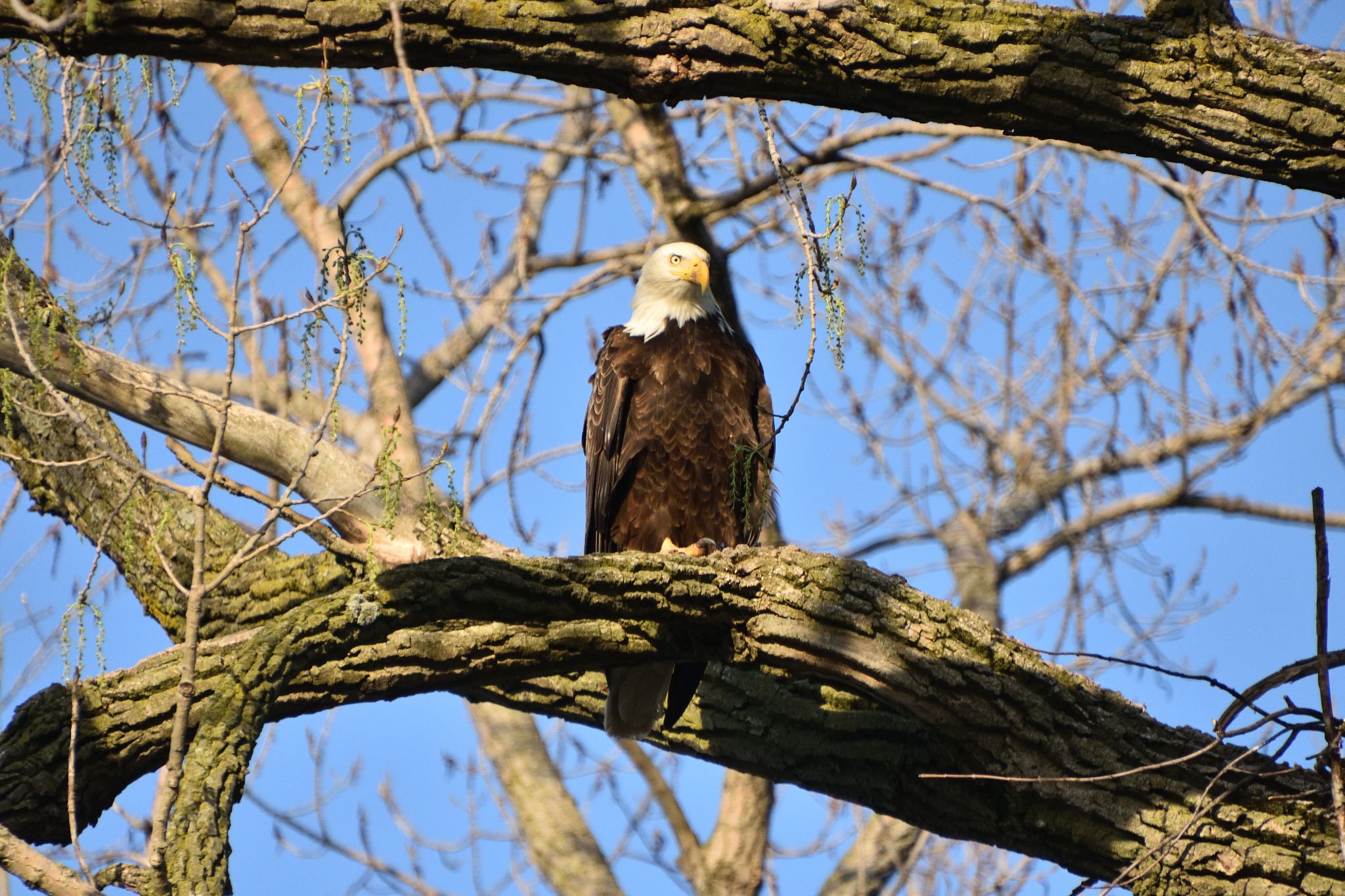 The Bayles Lake Eagles