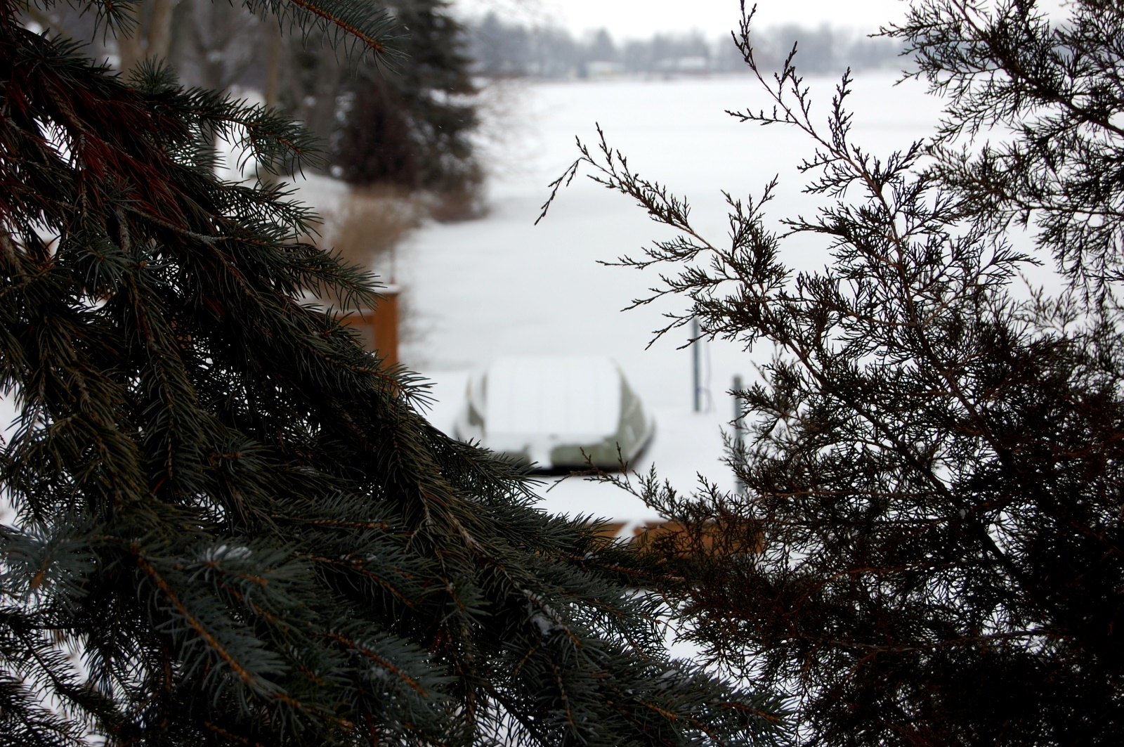 View through the pine trees
