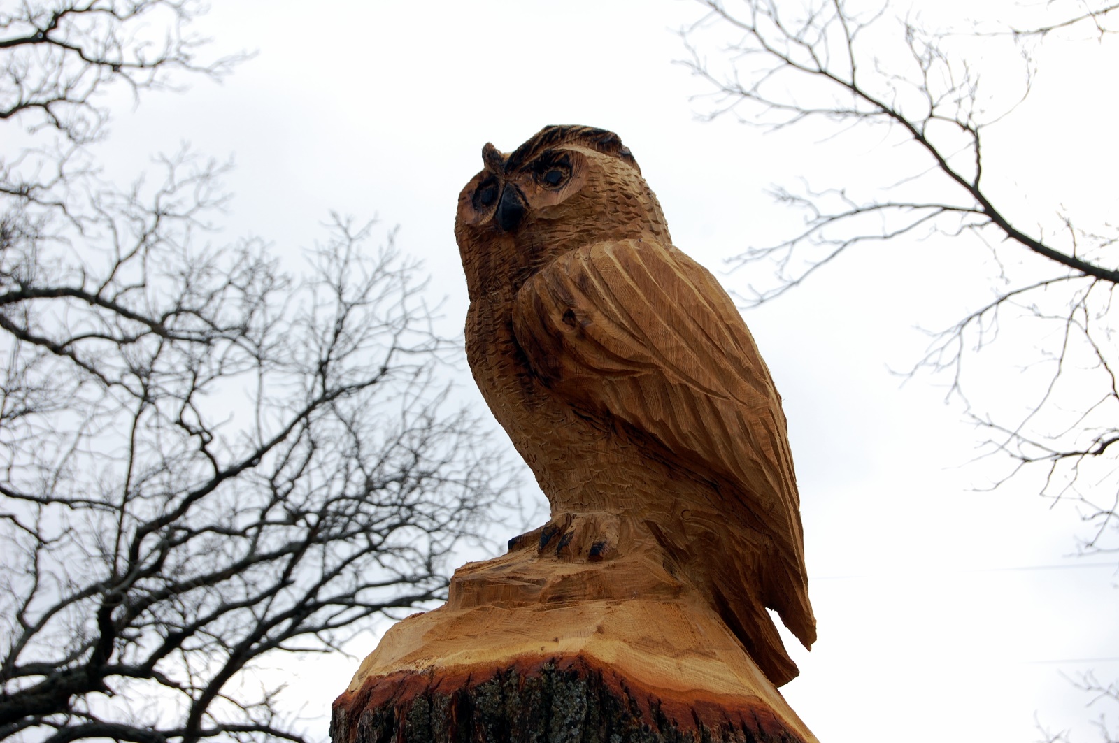 Carved owl at Healy Park
