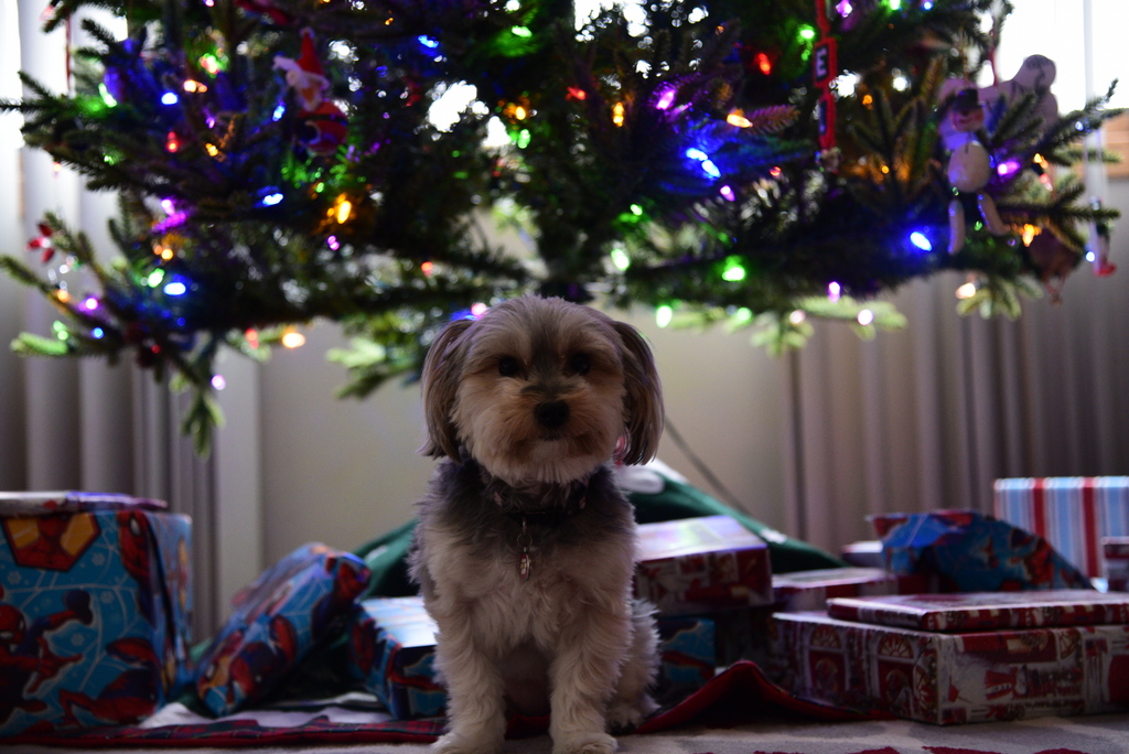 Daisy's Christmas Picture