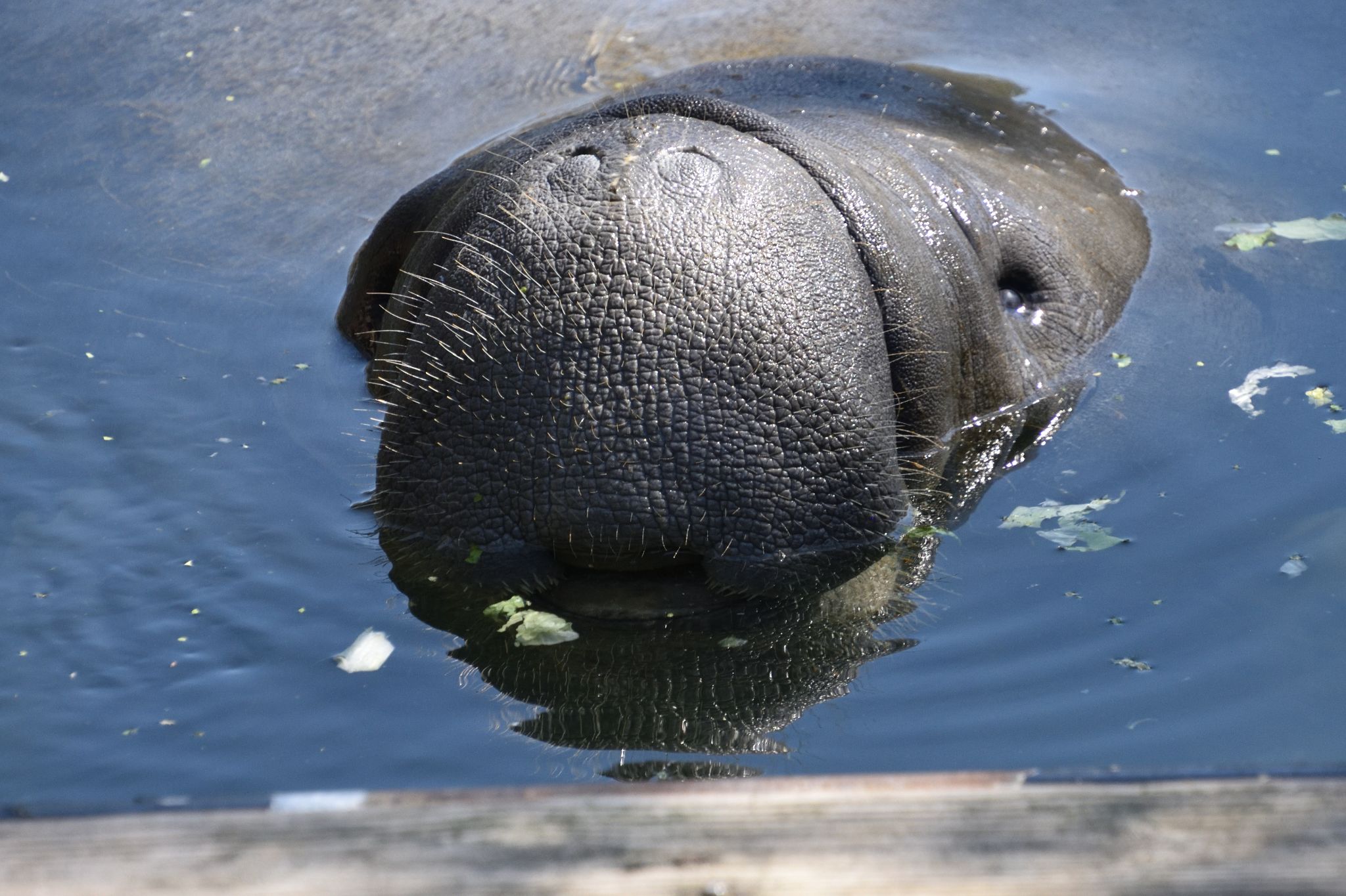 Ellie Schiller Homosassa Springs Wildlife State Pk