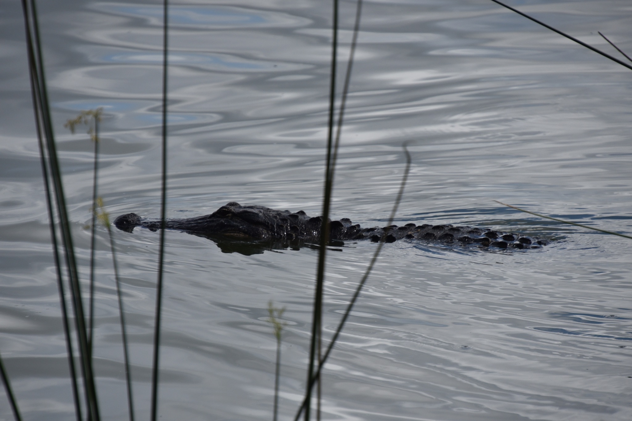 Circle Bar B Reserve - Lakeland Florida