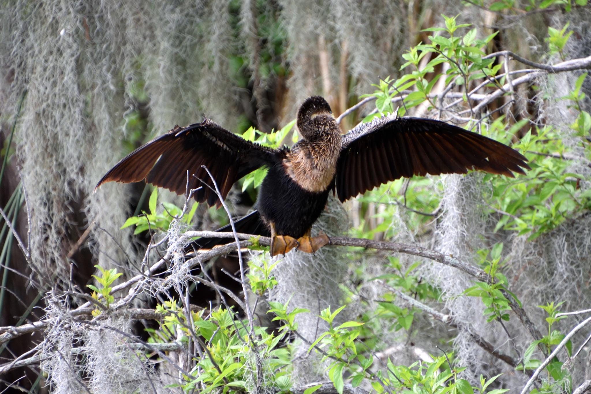 Circle Bar B Reserve - Lakeland Florida