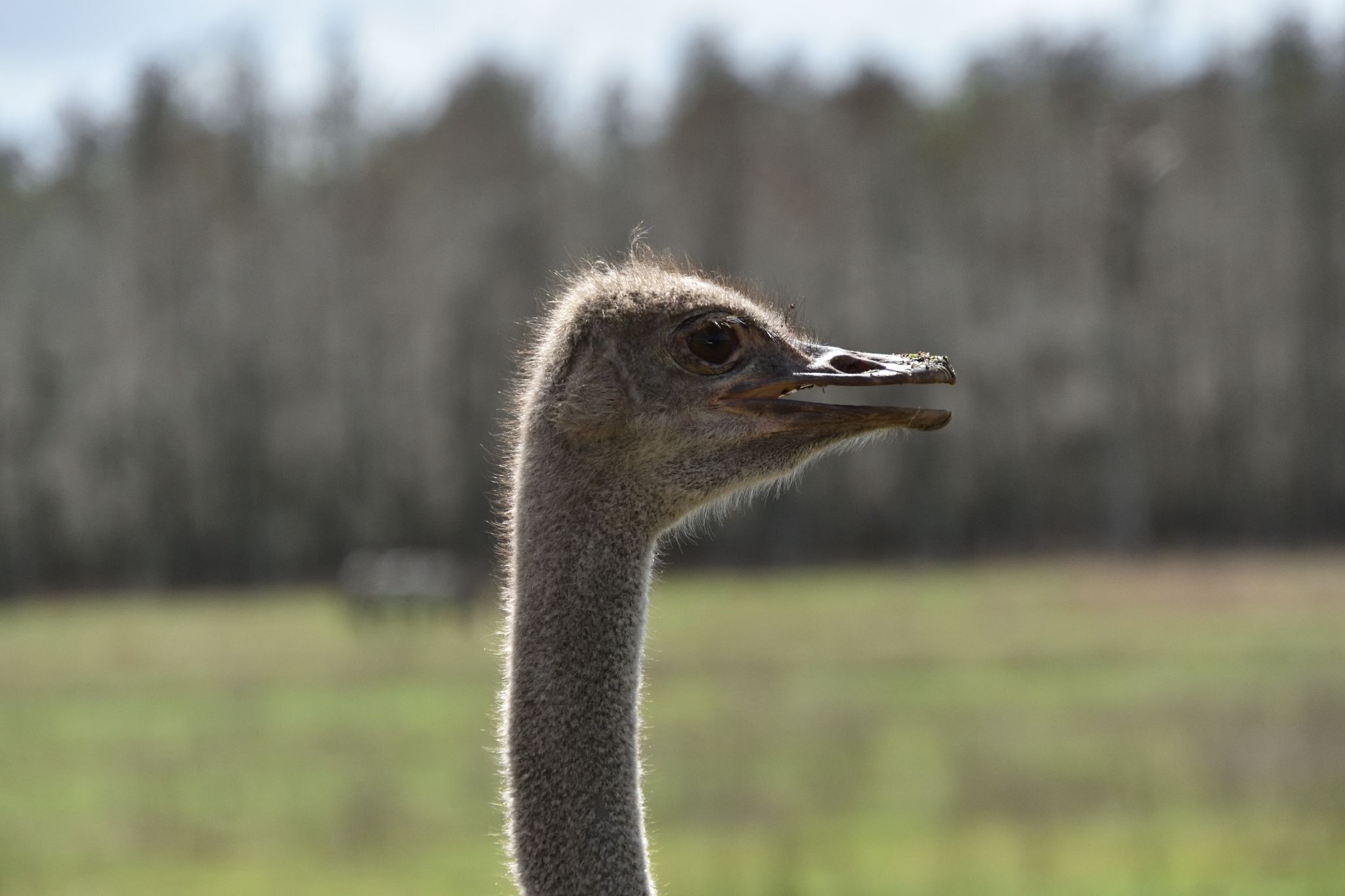 Safari Wilderness Park - Lakeland Fl
