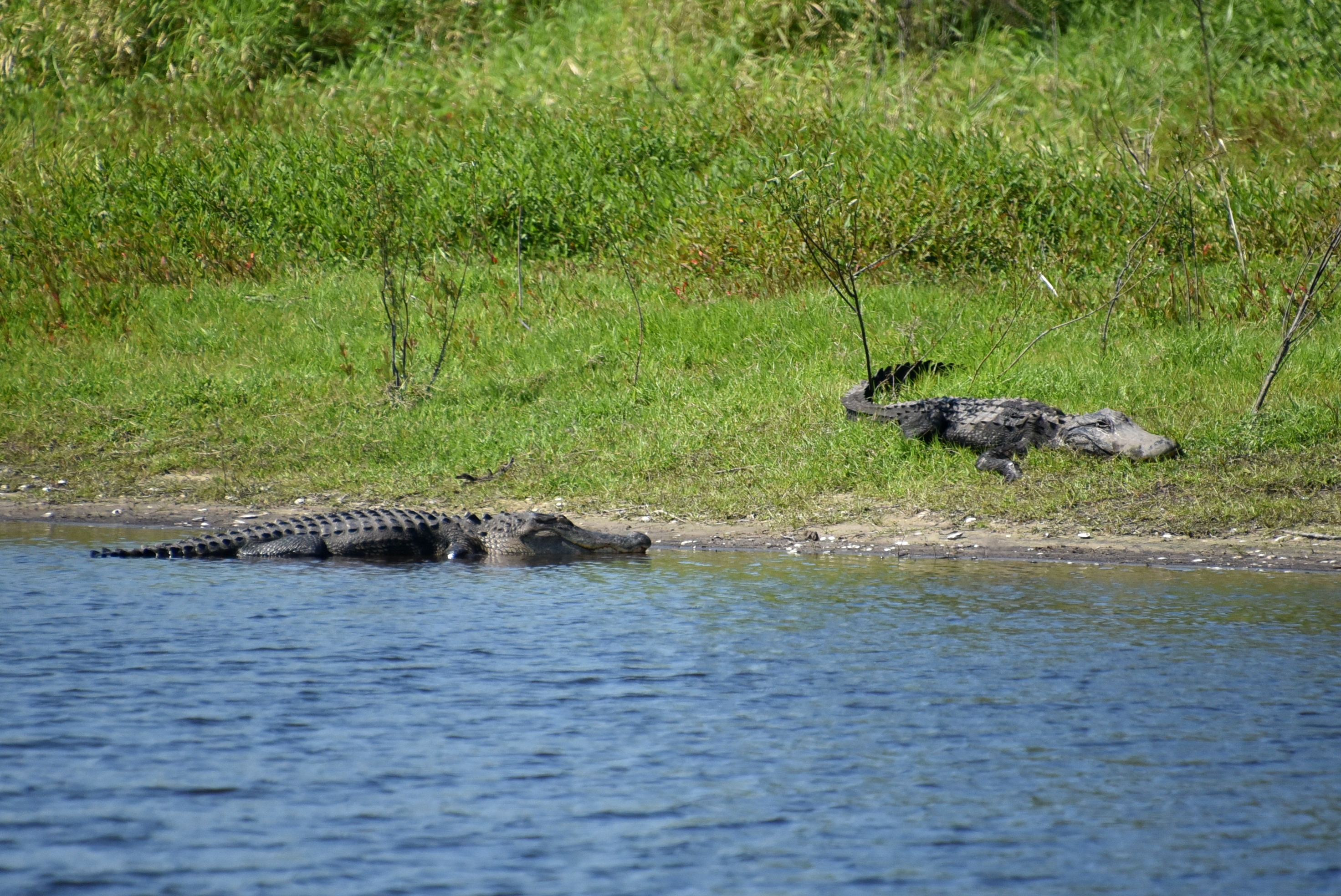 Myakka River State Park