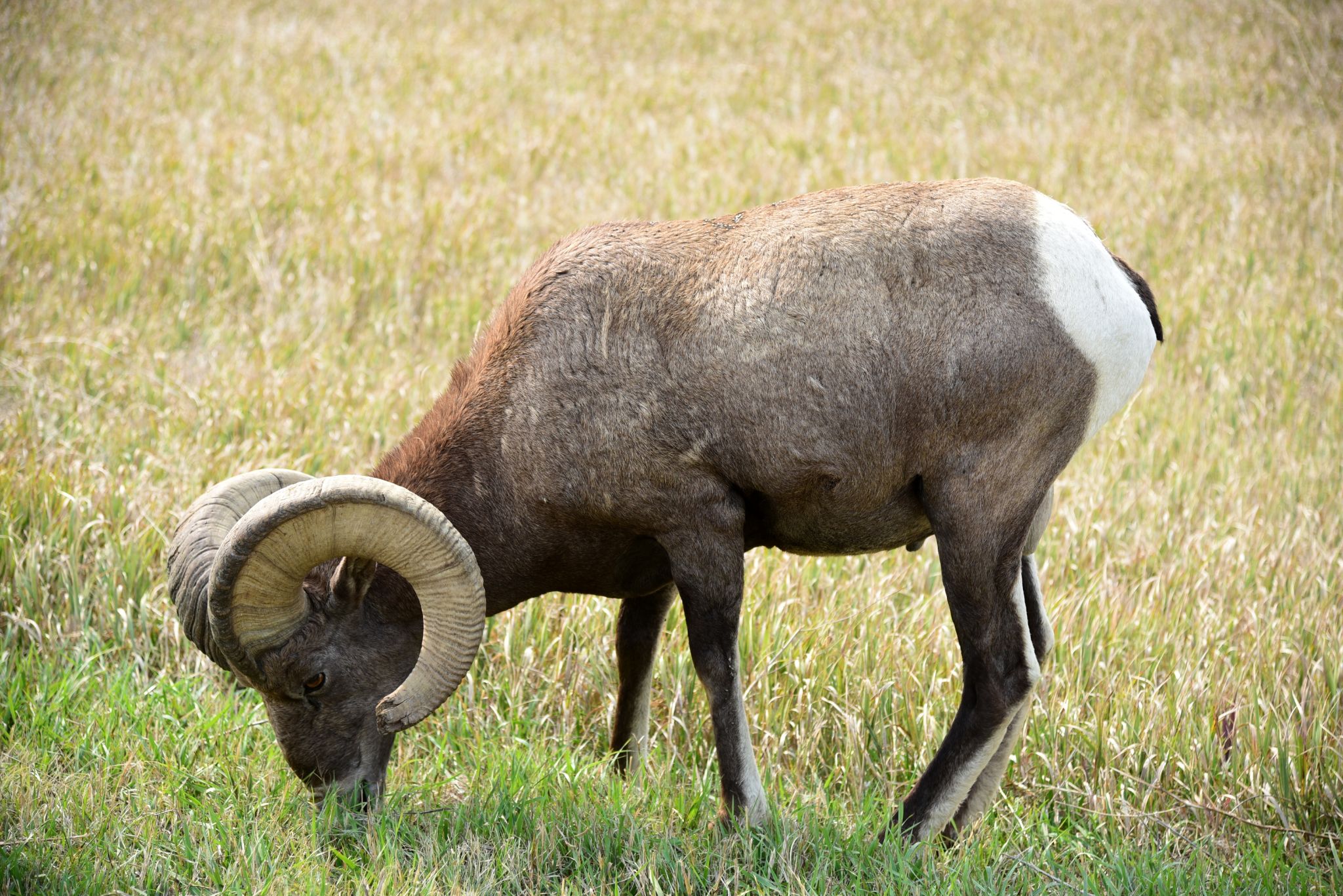 The Badlands National Park