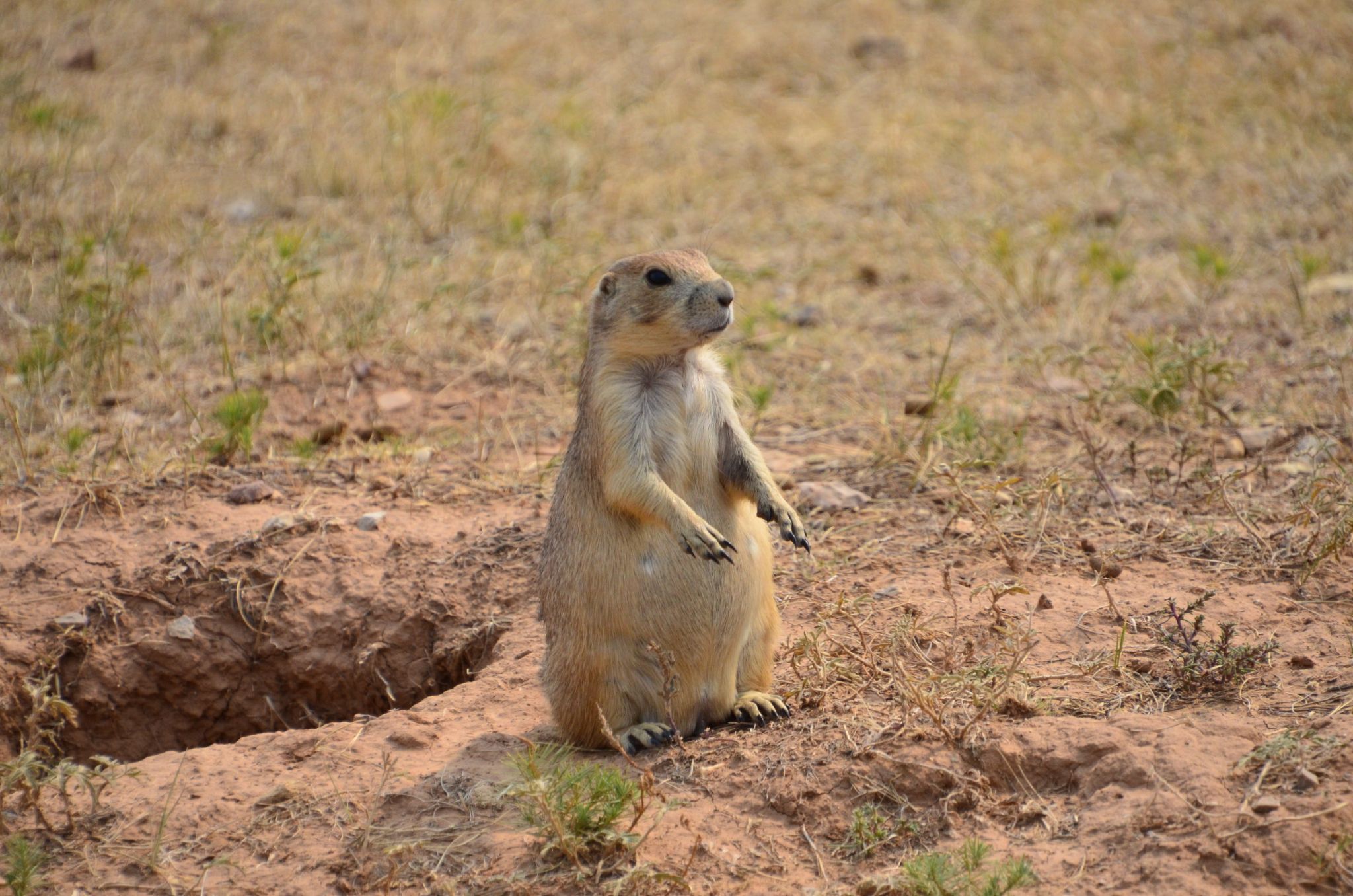 Prairie Dogs
